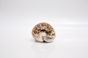Marine life, marine animals, sea shells and seashells, snails, sea shells collection