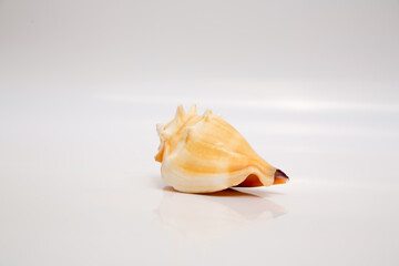 Marine life, marine animals, sea shells and seashells, snails, sea shells collection