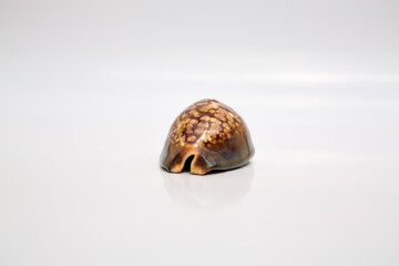 Marine life, marine animals, sea shells and seashells, snails, sea shells collection
