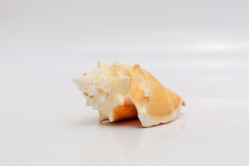 Marine life, marine animals, sea shells and seashells, snails, sea shells collection