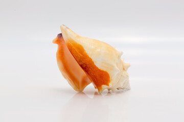 Marine life, marine animals, sea shells and seashells, snails, sea shells collection