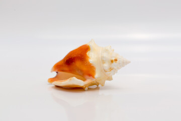 Fototapeta na wymiar Marine life, marine animals, sea shells and seashells, snails, sea shells collection