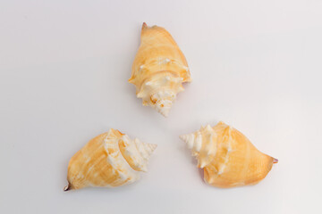 Marine life, marine animals, sea shells and seashells, snails, sea shells collection