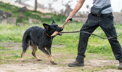 Dog training with his owner. German shepherd puppy