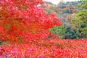 The Autumn season leaf in Japan