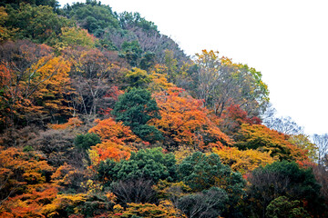 The Autumn season leaf in Japan