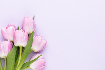 Obraz na płótnie Canvas Lilac tulip flower on purple background.