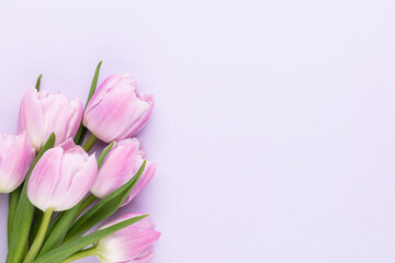 Lilac tulip flower on purple background.