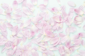 Pink tulip petals on pastel background.