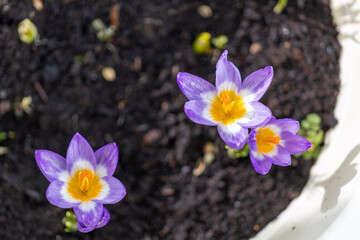 Purple Crocus flowers blooming in planter