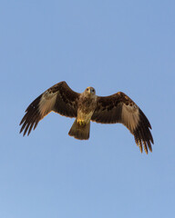 Eagle in flight