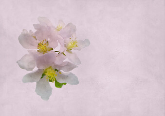 Fototapeta na wymiar Lilac flowers on a lilac background