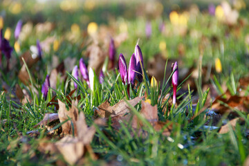 Purple Dutch crocus (Crocus vernus) spring flowers in garden bathed in early morning sunshine....