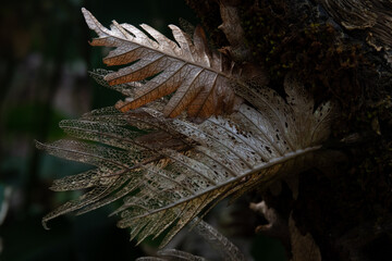 Close up Dried Fern Leaves