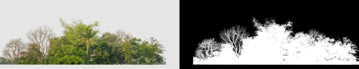 Green Trees isolated on white background.are Forest and foliage in summer for both printing and web pages with cut path and alpha channel