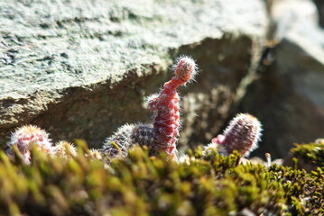 斜面の岩の間に生えているサボテン
