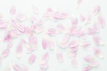 Obraz na płótnie Canvas Pink tulip petals on pastel background.