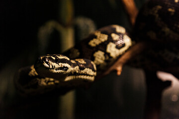 Australische Schlange