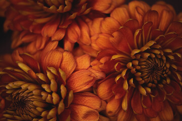 Chrysanthemen orange/gelb, close up	