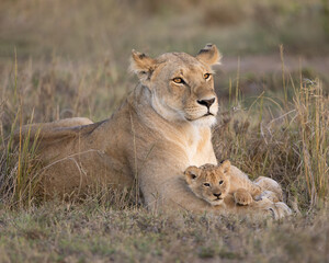 Lioness with young lion cub resting on her paws.  Taken in the Masai Mara Kenya.   - obrazy, fototapety, plakaty