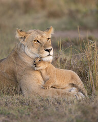 Lioness mother with young cub snuggling in to her.  Taken in the Masai Mara Kenya - obrazy, fototapety, plakaty