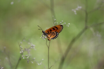 A yellow butterfly delicately perched on some thorns