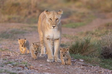 Lioness standing surrounded by four young cubs taken in the Masai Mara Kenya - obrazy, fototapety, plakaty