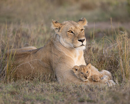 Lioness with young lion cub resting on her paws.  Taken in the Masai Mara Kenya.   - Powered by Adobe