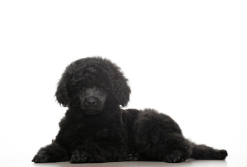 image of dog white background