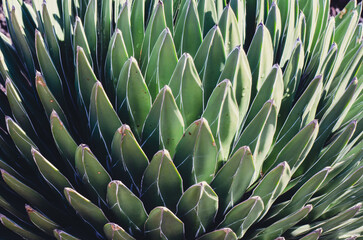 Agave victorie Reginae detalle 