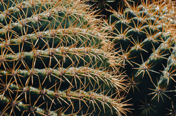 Naklejka na ściany i meble El asiento de la suegra o cactus echinocactus Grusonii