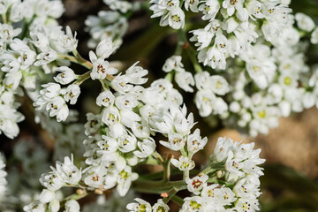 a tree full of white flowers