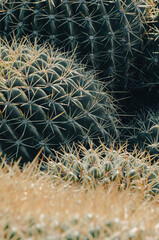 El asiento de la suegra o cactus echinocactus Grusonii