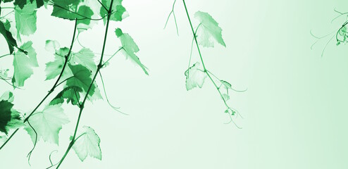 Filigrane Blätter im Sonnenlicht  und Gegenlicht - Hintergrund und Textur mit Textfreiraum