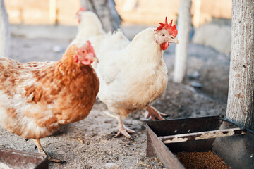 chickens at home rural farm eating from a trough outdoors