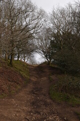 a path through the woodland on the Malvern hills