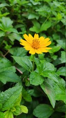 yellow flower