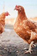 brown broiler chickens in the village on a home farm in a chicken coop