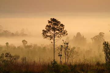 Fototapeta na wymiar Nature landscape. Thung Salaeng Luang, Phetchabun province in Thailand.