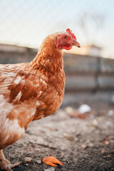 brown broiler chickens in the village on a home farm in a chicken coop