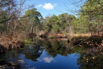 Pigeons pond in Franchard. Fontainebleau forest 