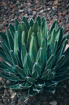 Agave victorie Reginae detalle 
