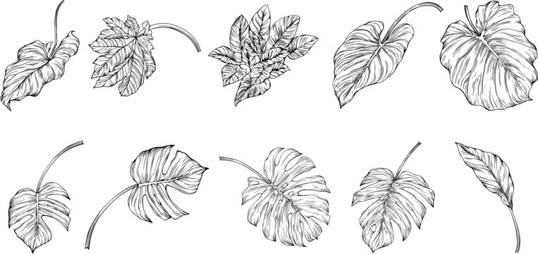 Leaves isolated on white. Tropical leaves. Hand drawn vector illustration.