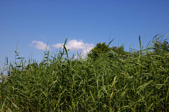 Green reeds on the background of clear blue sky. Summer photo