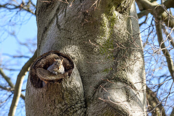 Grey squirrel facing towards camera by a tree in a park