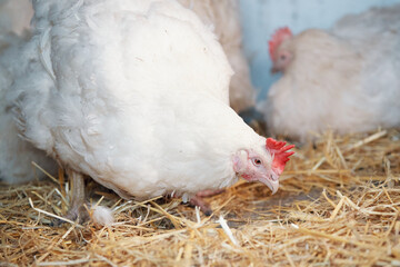 white chickens with a bright red comb of broilers in the village on a home farm in a chicken coop