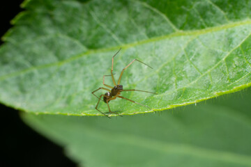 Fototapeta premium Ladybird larvea on leaf