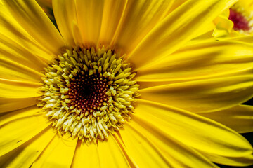 yellow flower close up