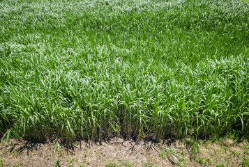 Napier Grass (pennisetum purpurerum) In Farm Plants