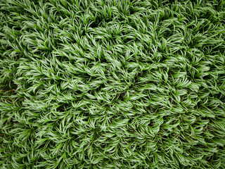 Napier Grass Above View Texture Backgrounds